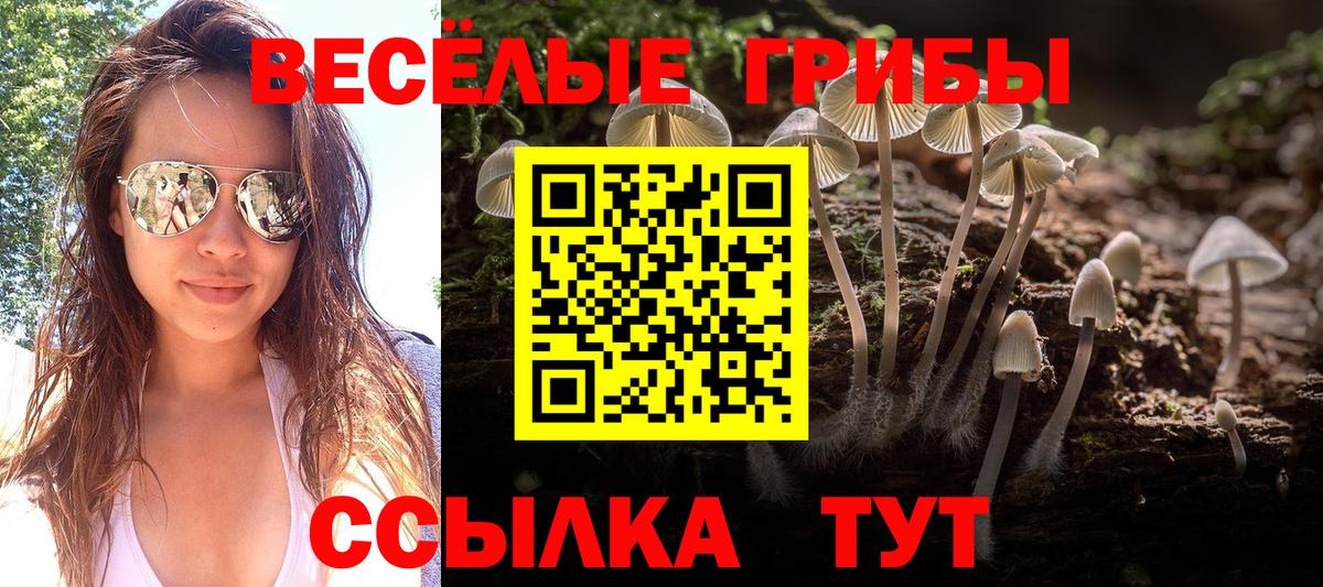 Псилоцибиновые грибы Psilocybe Брянск